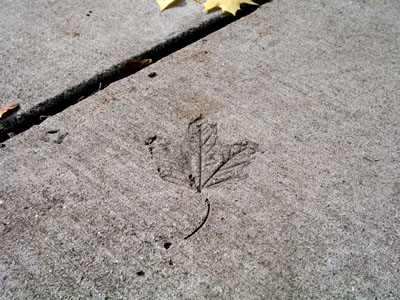 Imprint of leaf in sidewalk.