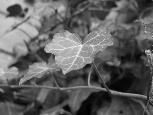 Macro shot of an ivy leaf.