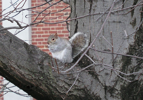Extremely fat squirrel.