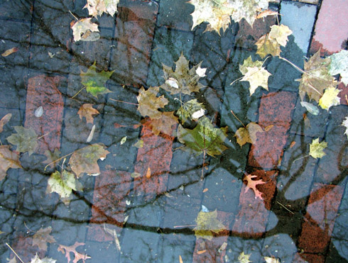 Leafless tree reflected in puddle of leaves.