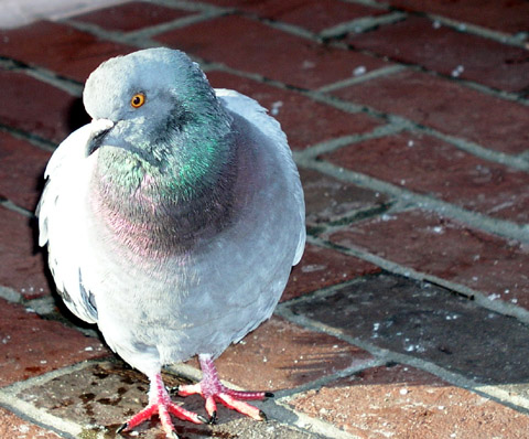 Close shot of a pigeon.
