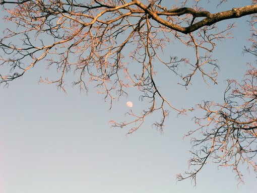 Moon behind branches, late afternoon.