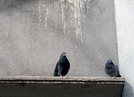 Birds perched on the side of a building.