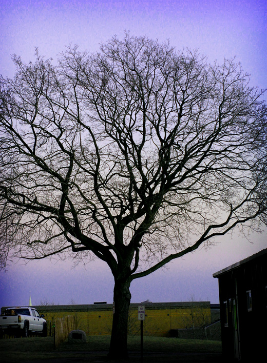 Tree at dusk.