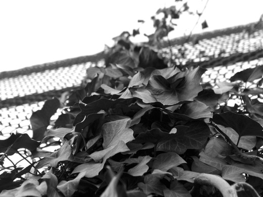 Climbing leaves, black and white.
