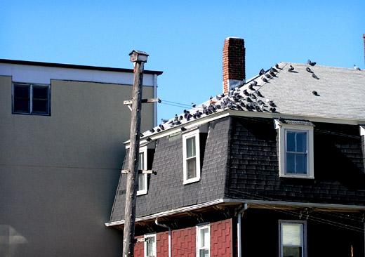 Birds on roof.