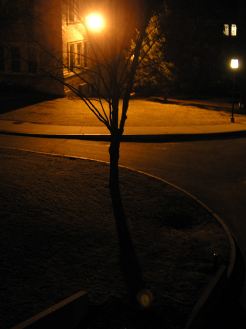 Night shot, tree and shadow.
