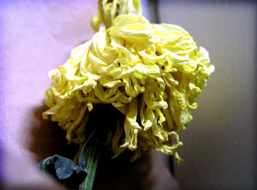 Dried flower.