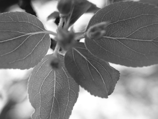 Leaves, black and white.