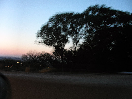 Trees in motion, taken by Hannah