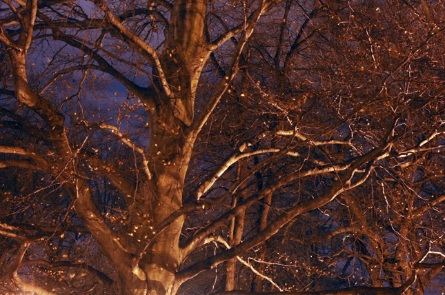 Branches at night.