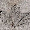 Imprint of leaf in sidewalk.