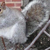 Extremely fat squirrel.