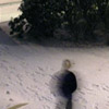 Figure standing in the snow, looking skyward.