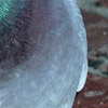 Close shot of a pigeon.