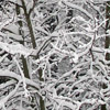Snowy tree.