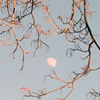 Moon behind branches, late afternoon.