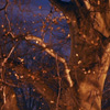 Branches at night.
